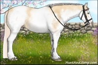 Horse Color:White Spotted Gold Cream Champagne 