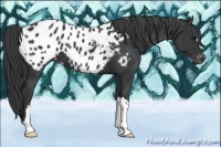 Horse Color:Black Appaloosa 
