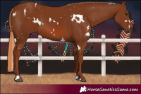 Horse Color:White Spotted Chestnut 