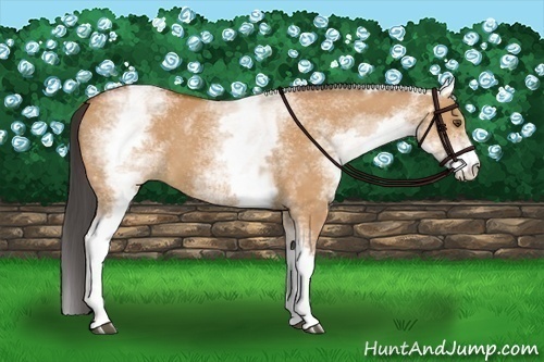 Horse Color:White Spotted Bay Dun
