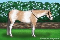 Horse Color:White Spotted Bay Dun