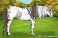Horse Color:White Spotted Chocolate Grullo Chinchilla Splash