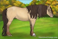 Horse Color:Sable Champagne Dun 