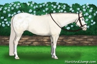 Horse Color:White Spotted Palomino Pearl Dun Appaloosa 