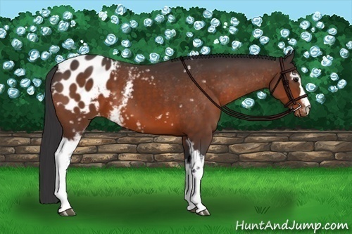 Horse Color:White Spotted Bay Appaloosa 