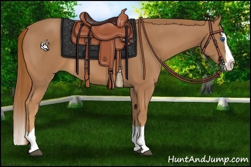 Horse Color:Chestnut Splash