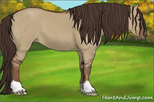 Horse Color:Liver Red Dun 