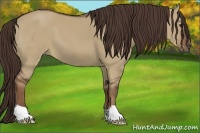 Horse Color:Liver Red Dun 