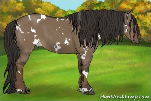 Horse Color:White Spotted Liver Red Dun