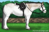 Horse Color:White Spotted Bay Dun 