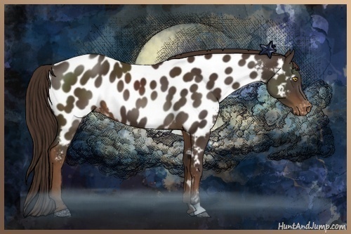 Horse Color:Liver Chestnut Appaloosa