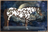 Horse Color:Liver Chestnut Appaloosa