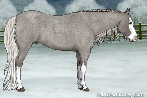 Horse Color:Silver Blue Roan Splash