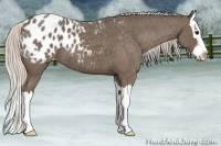 Horse Color:Silver Blue Roan Splash Appaloosa