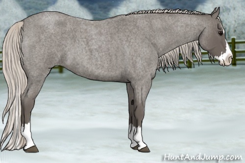 Horse Color:Silver Blue Roan Splash 
