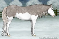 Horse Color:Silver Blue Roan Sabino Splash 