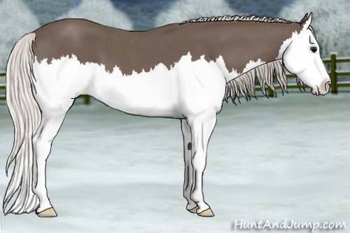 Horse Color:Silver Blue Roan Sabino Splash 