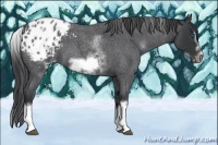Horse Color:White Spotted Blue Roan Splash Frame Appaloosa 