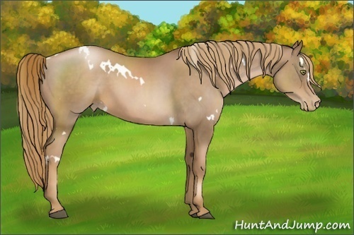 Horse Color:White Spotted Liver Chestnut Pearl 