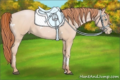 Horse Color:White Spotted Buckskin Pearl 