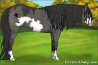 Horse Color:Grullo Frame 