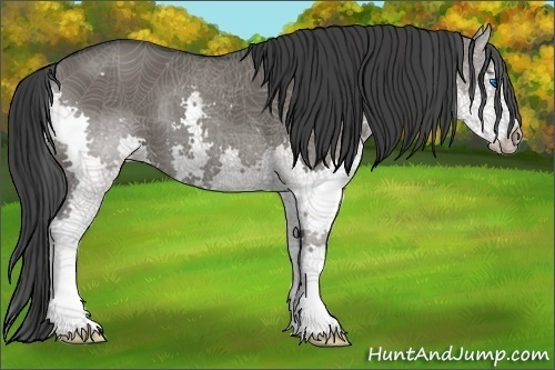 Horse Color:Grullo Splash 