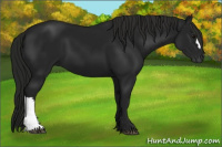 Horse Color:Gray Black 