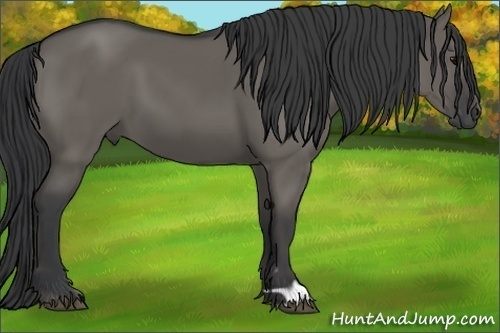 Horse Color:Grullo