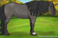 Horse Color:Grullo