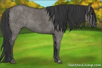 Horse Color:Grullo 