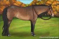 Horse Color:Buckskin Sabino