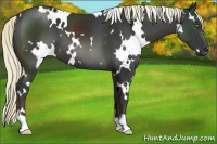 Horse Color:White Spotted Liver Chestnut 