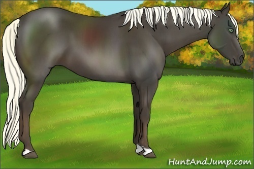 Horse Color:Liver Chestnut 
