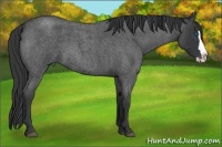 Horse Color:Blue Roan Splash