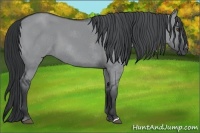 Horse Color:Grullo Chinchilla 