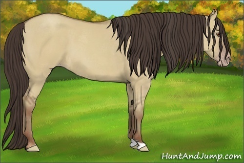 Horse Color:Classic Champagne Dun 