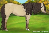 Horse Color:Classic Champagne Dun 