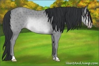 Horse Color:Sable Champagne Chinchilla 