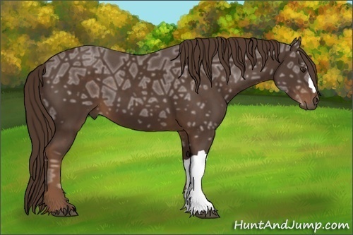 Horse Color:Liver Chestnut Ice