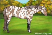 Horse Color:Bay Dun Near Leopard