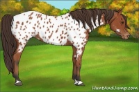 Horse Color:Bay Appaloosa