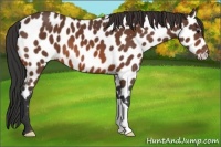 Horse Color:Bay Appaloosa