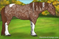 Horse Color:Red Ice Roan Tobiano 