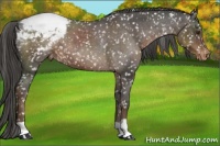 Horse Color:Liver Chestnut Appaloosa