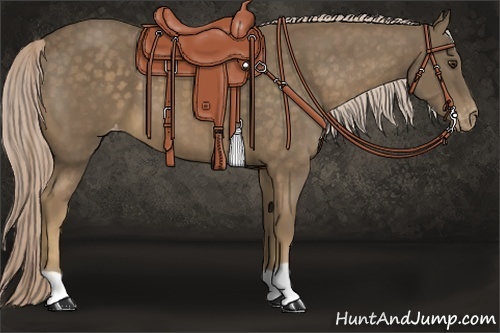 Horse Color:Chocolate Palomino Appaloosa