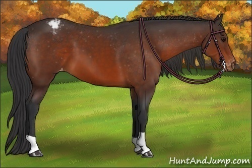 Horse Color:Brown Appaloosa 