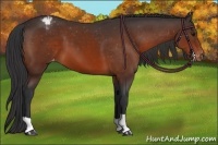 Horse Color:Brown Appaloosa 