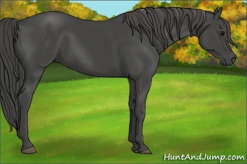 Horse Color:Smoky Black 