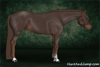 Horse Color:Liver Chestnut Sabino