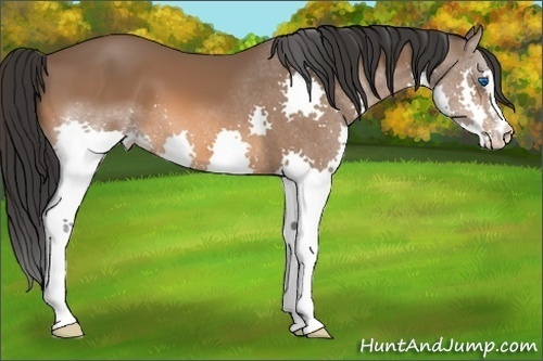 Horse Color:Bay Splash 